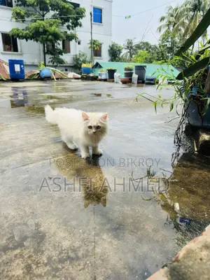 1-3 Months Male Purebred Persian