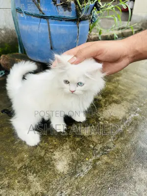 1-3 Months Male Purebred Persian