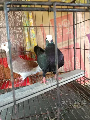 Mohmi Male with Deshi Female Running Pair