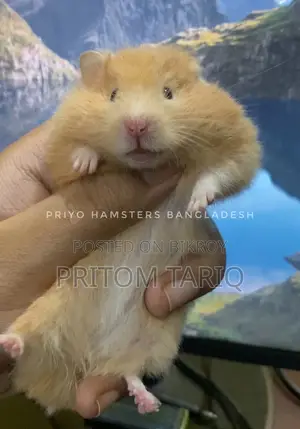 Hamster Syrian