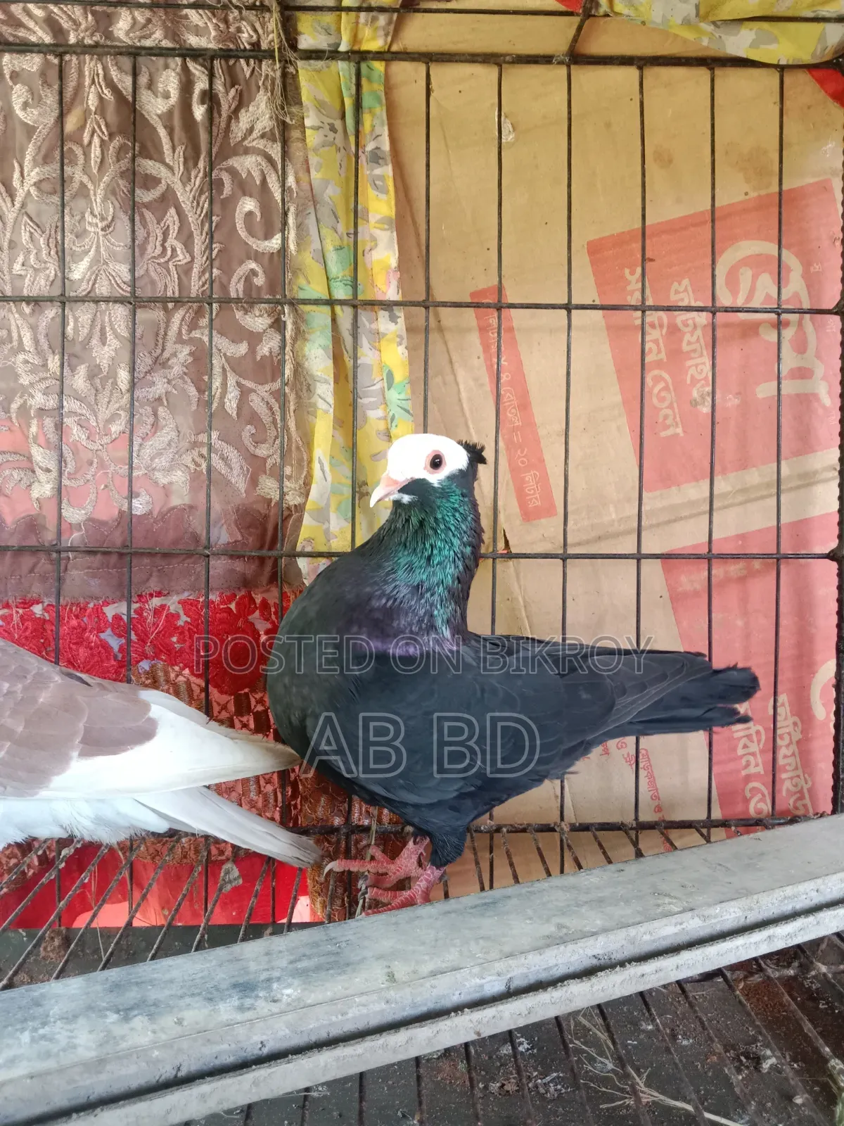 Mohmi Male with Deshi Female Running Pair