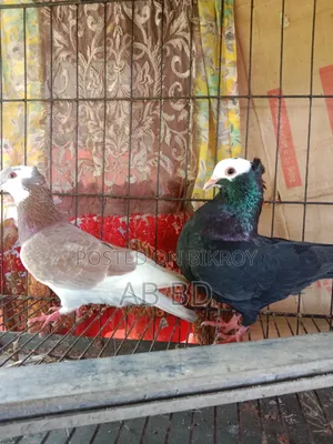 Mohmi Male with Deshi Female Running Pair