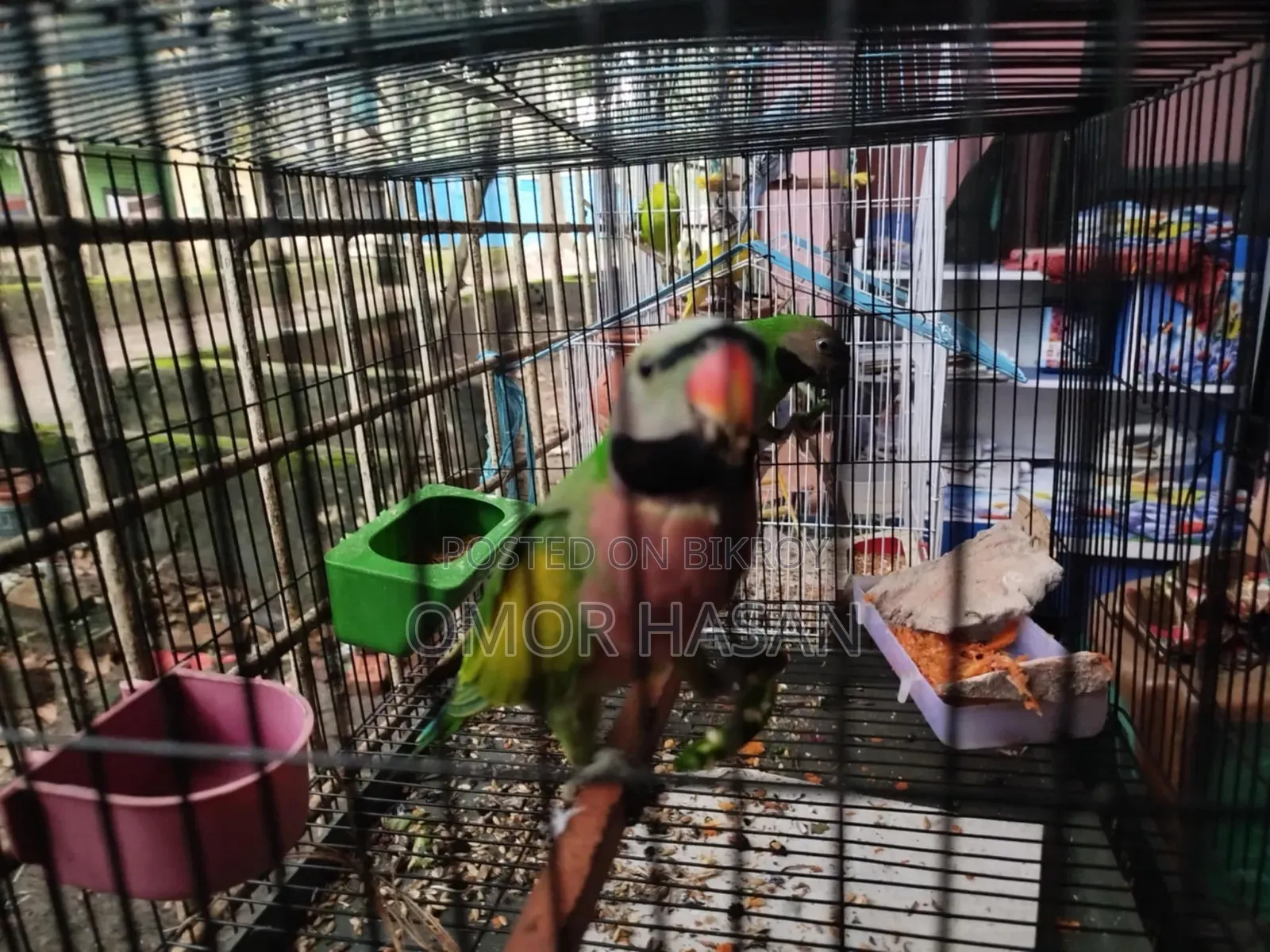 Alexandrine Parakeet