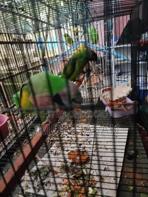 Alexandrine Parakeet