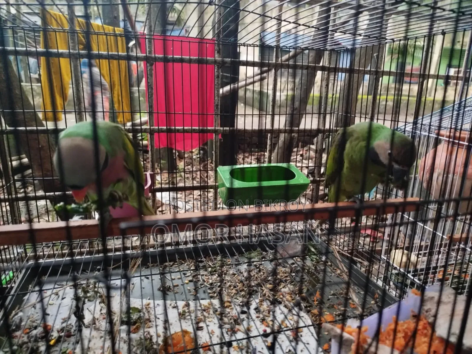 Alexandrine Parakeet