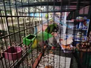 Alexandrine Parakeet