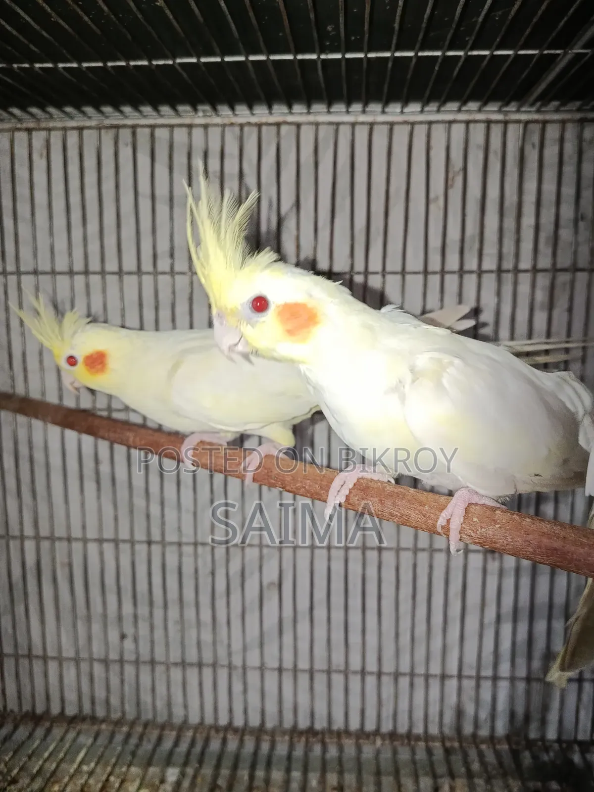 Cockatiel Bird for Sell