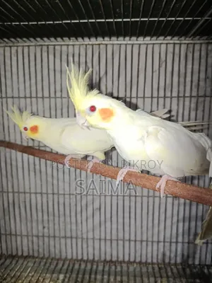 Cockatiel Bird for Sell