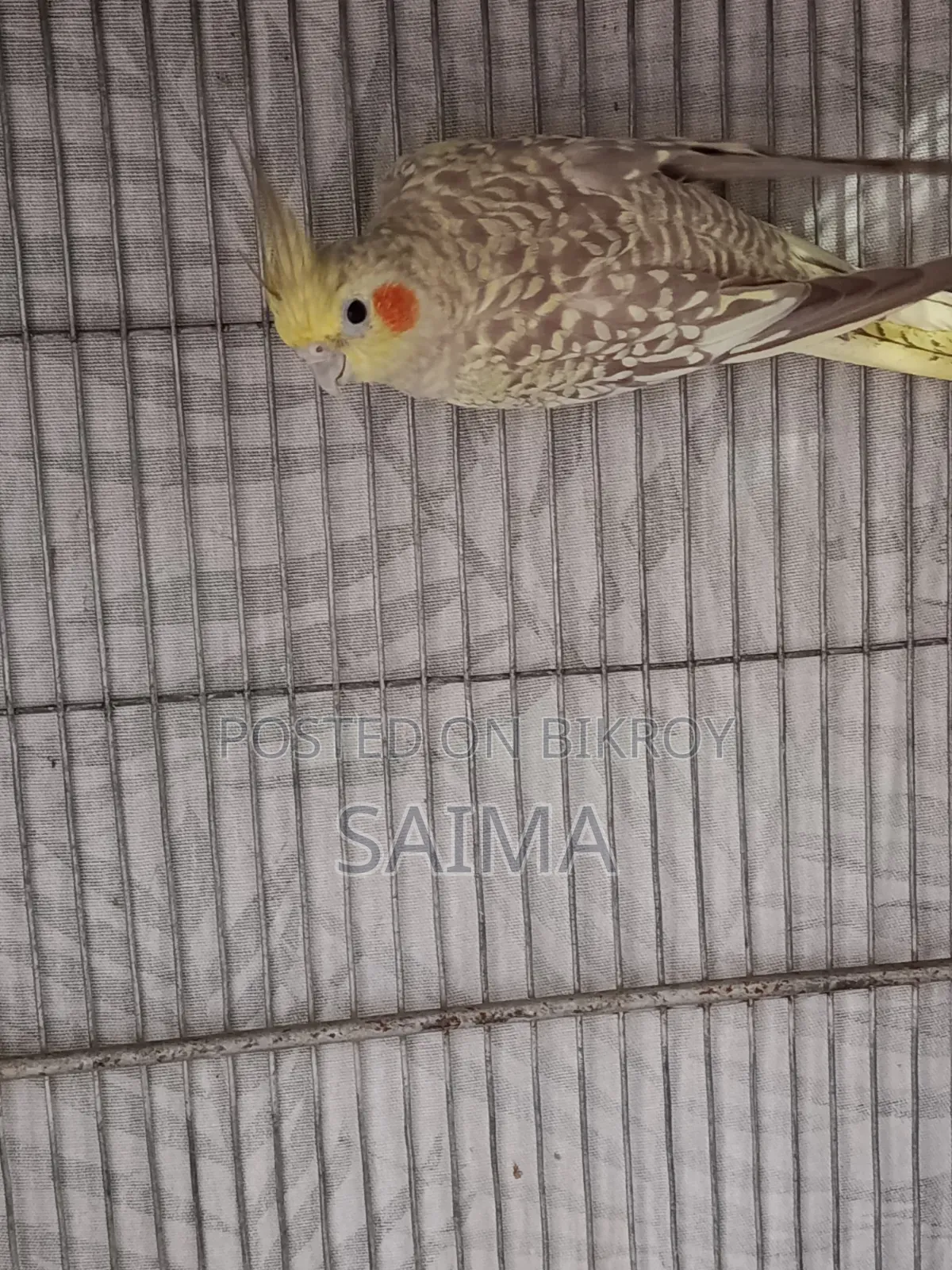 Cockatiel Bird for Sell