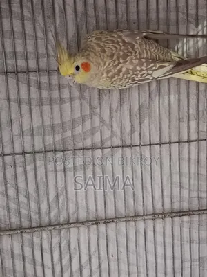 Cockatiel Bird for Sell