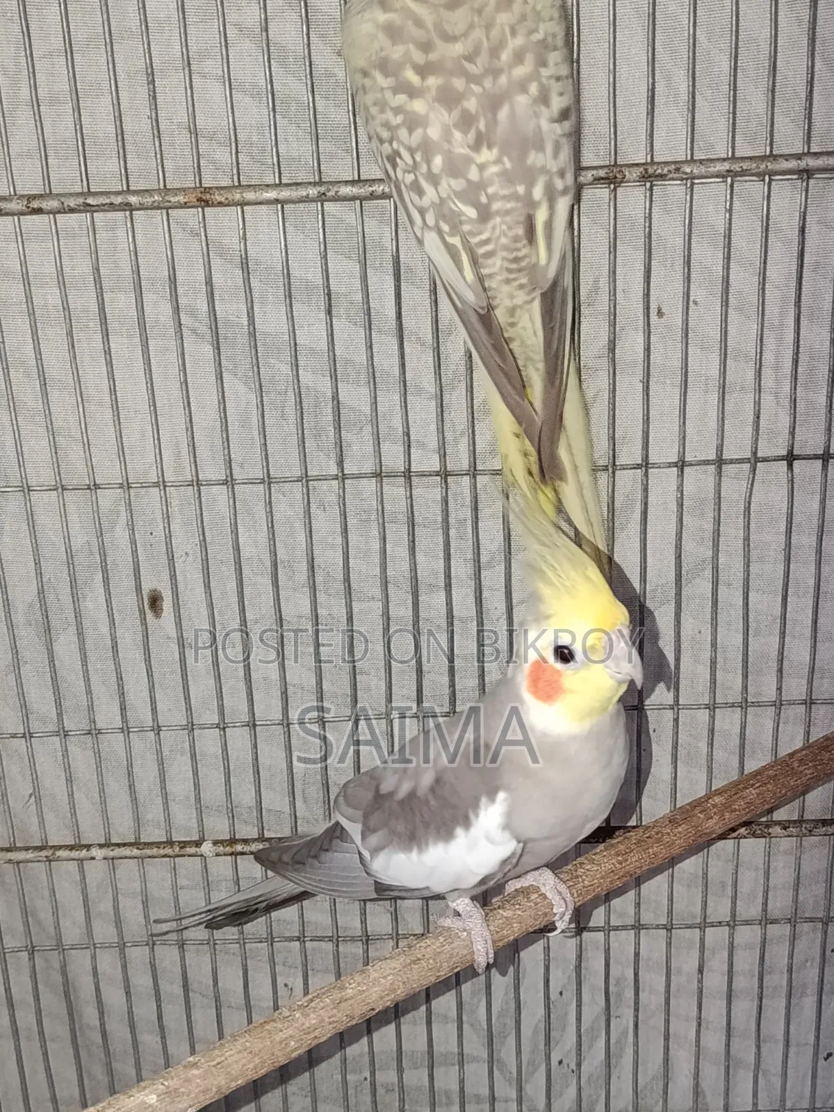 Cockatiel Bird for Sell