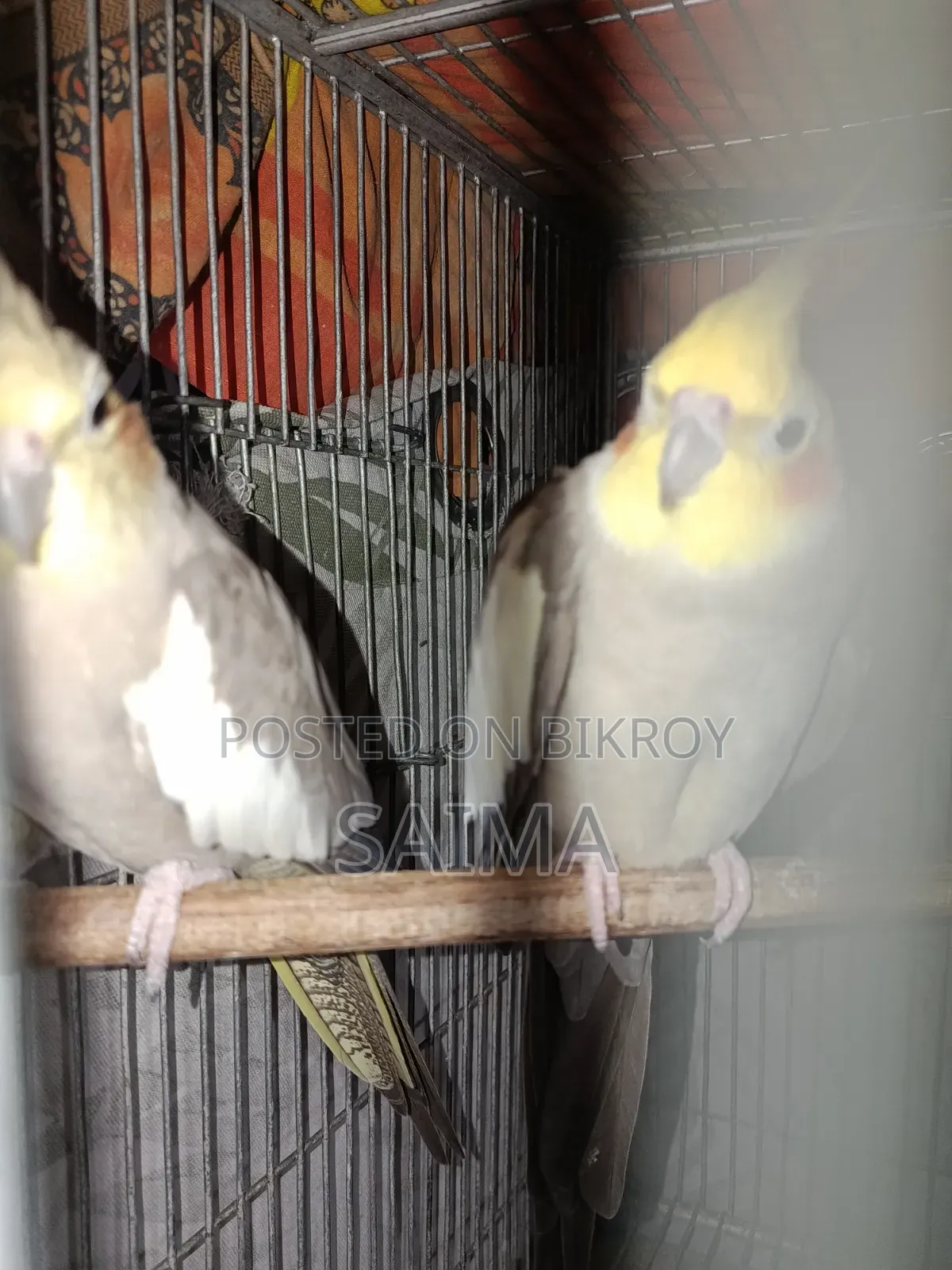 Cockatiel Bird for Sell