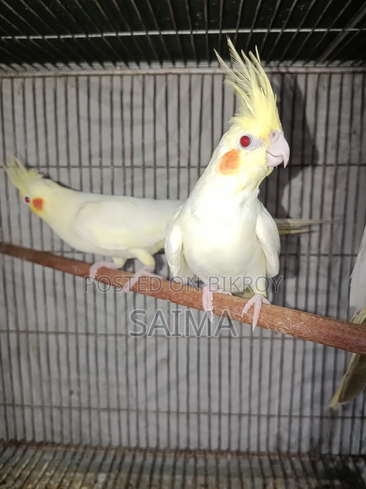 Cockatiel Bird for Sell