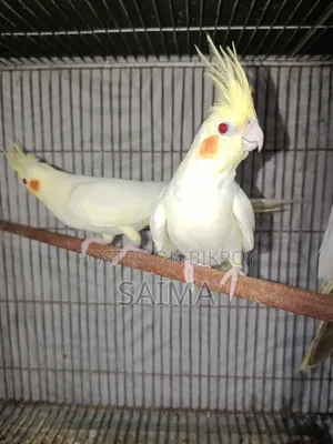 Cockatiel Bird for Sell