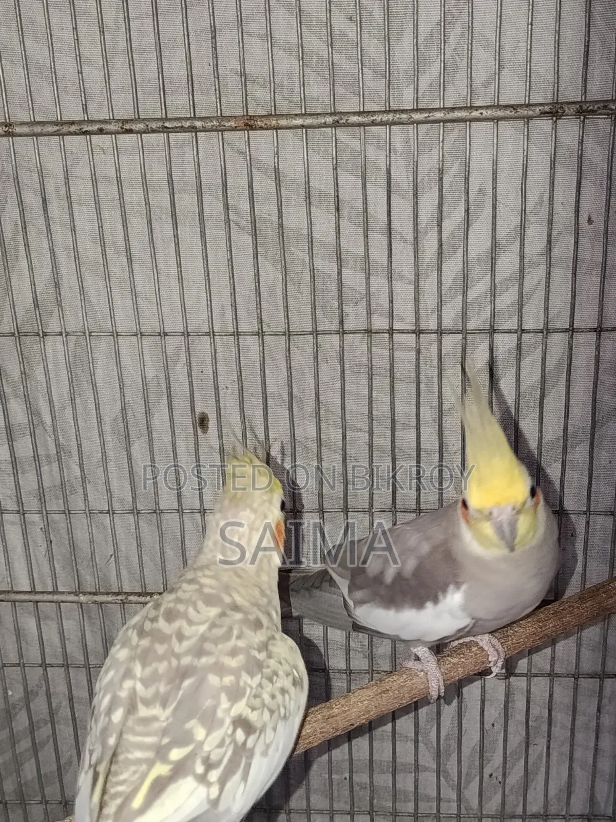 Cockatiel Bird for Sell