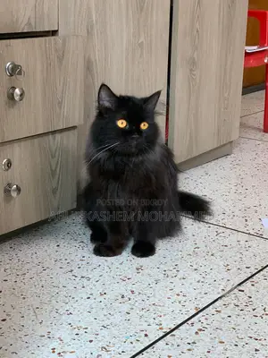 6-12 months Male Purebred Persian
