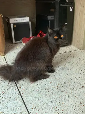 6-12 months Male Purebred Persian