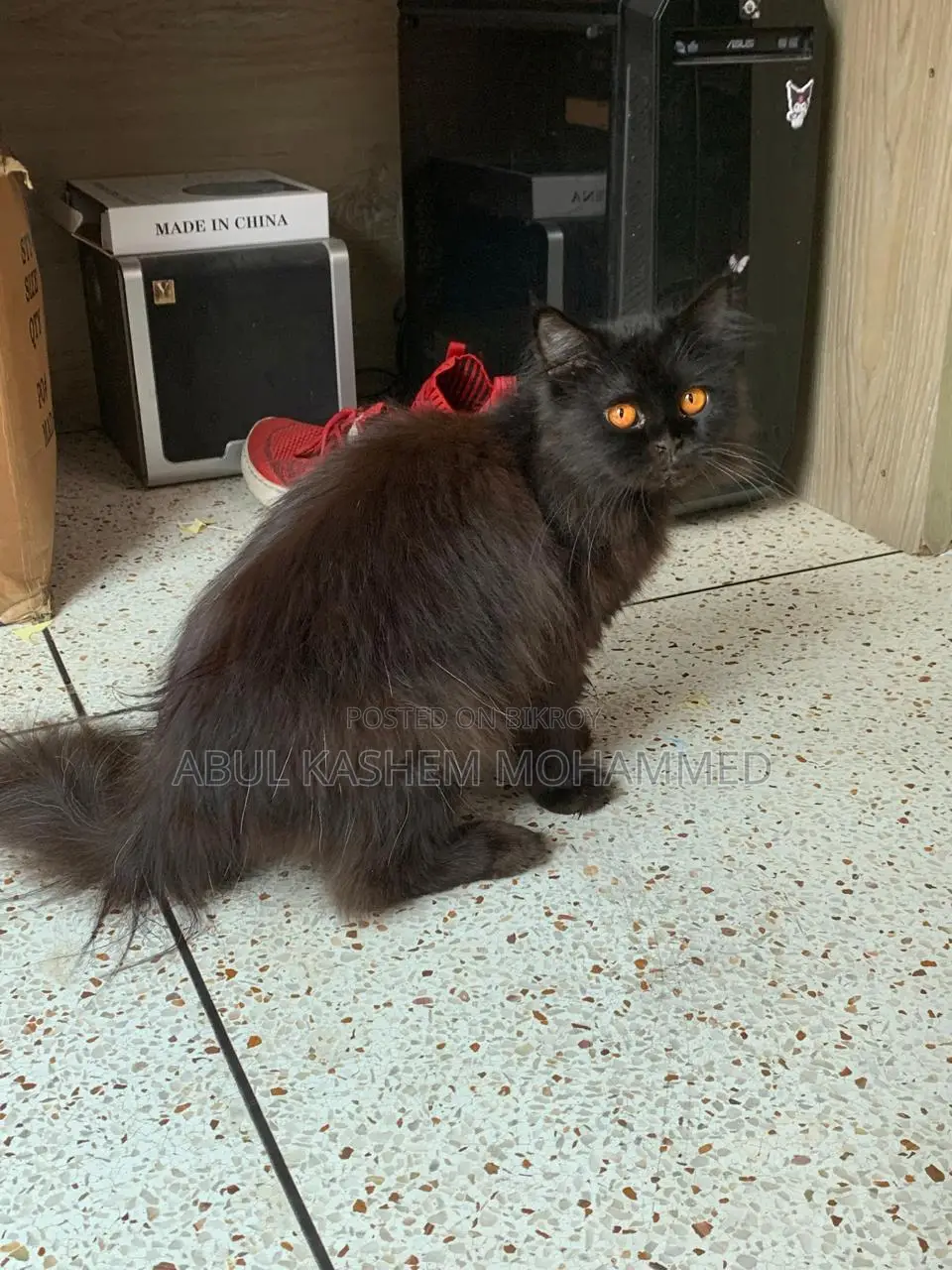 6-12 months Male Purebred Persian