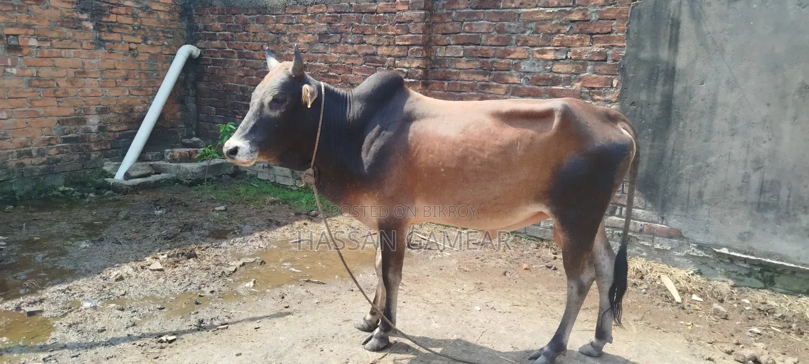 কুরবানি উপলক্ষে সুন্দর গরুটি বিক্রি করা হবে