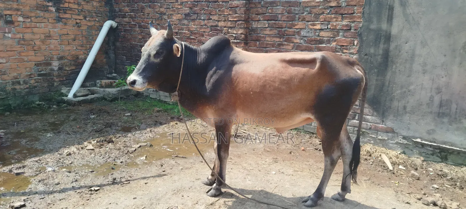 কুরবানি উপলক্ষে সুন্দর গরুটি বিক্রি করা হবে