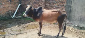 কুরবানি উপলক্ষে সুন্দর গরুটি বিক্রি করা হবে