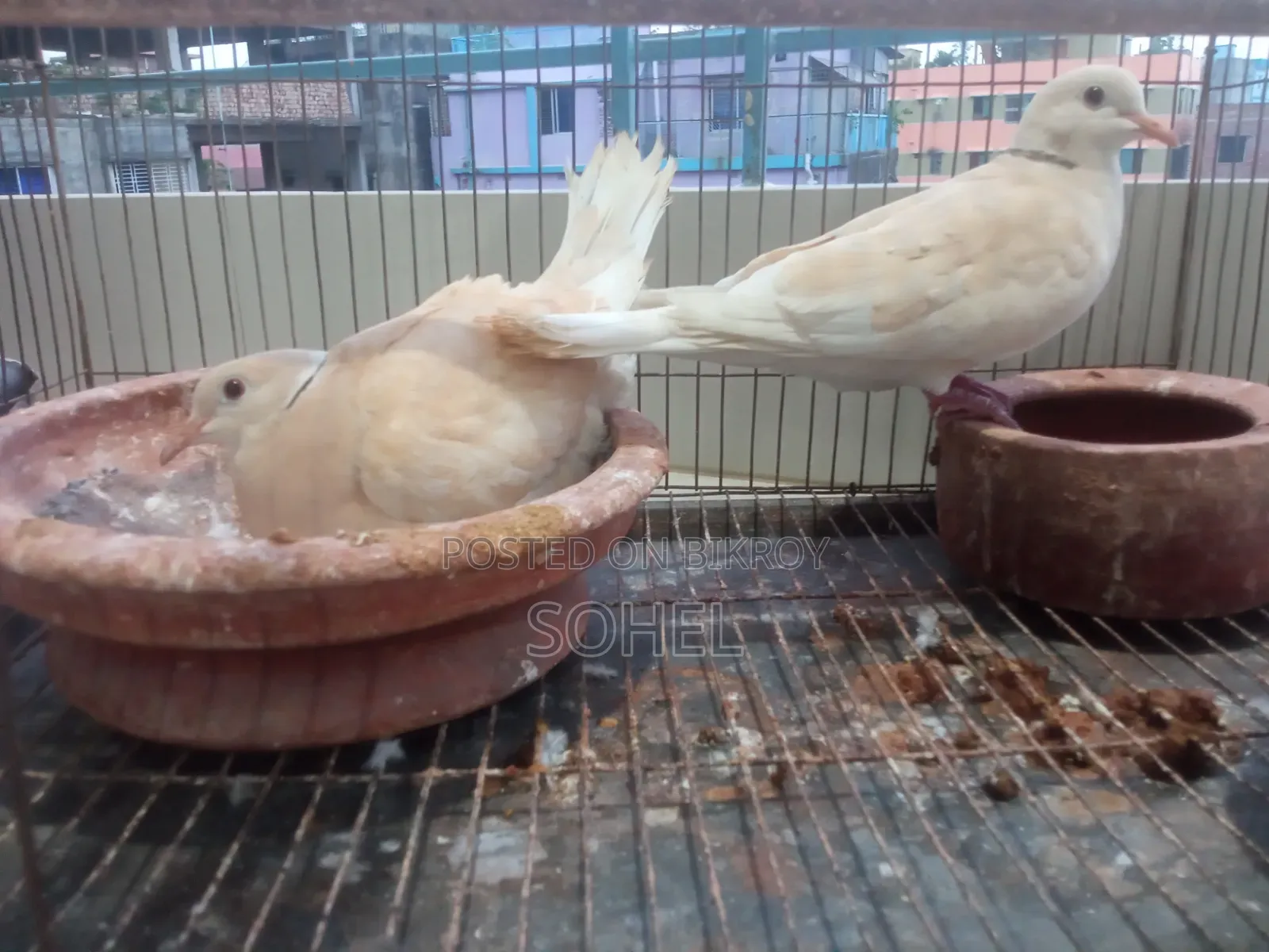 Ringneck Dove