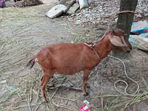 বাচচা সহ ছাগল বিক্রি।