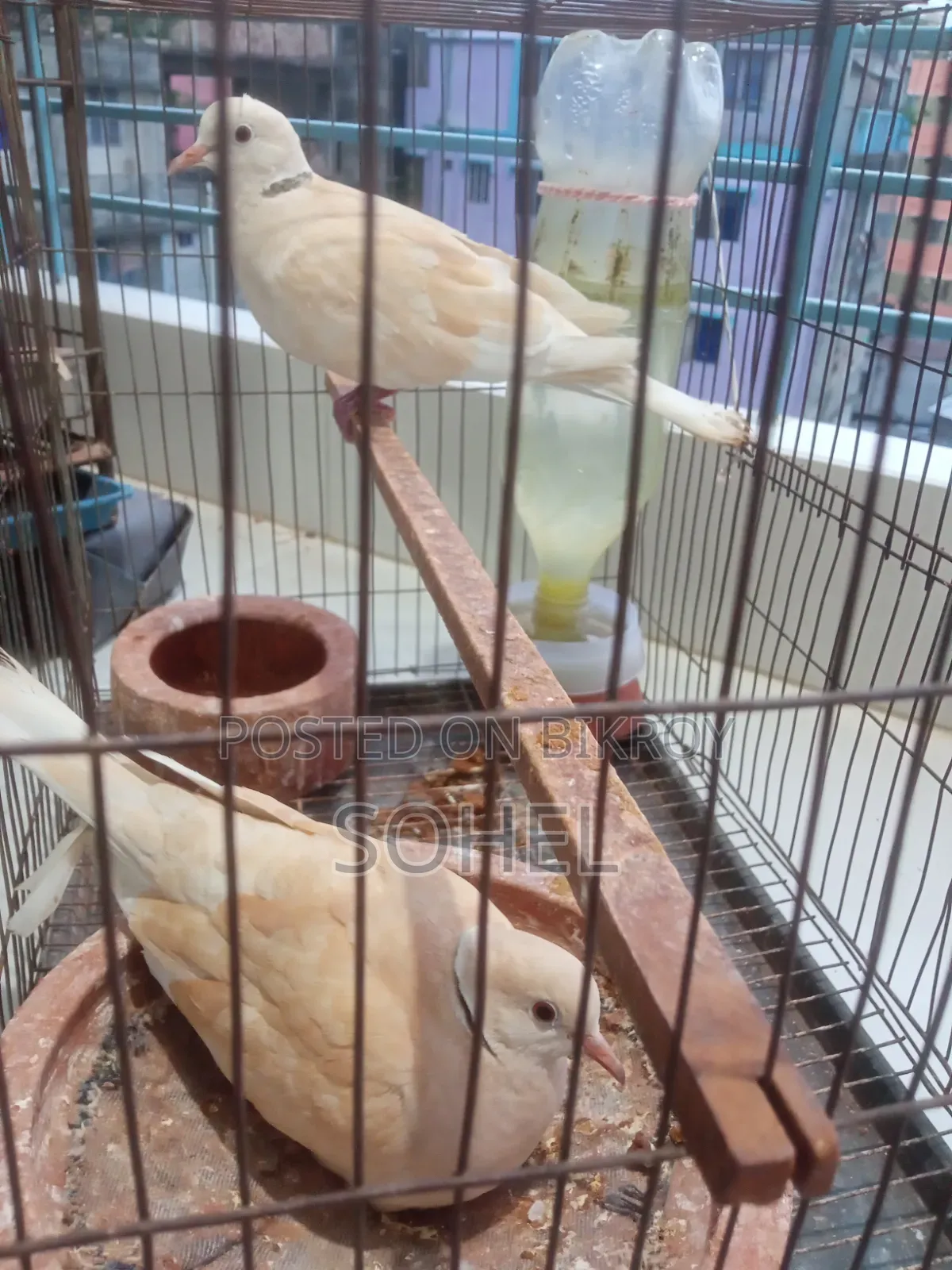 Ringneck Dove