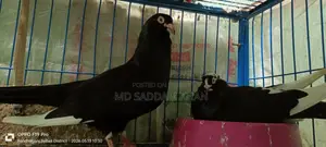 Dobaz Pigeon. King Size.