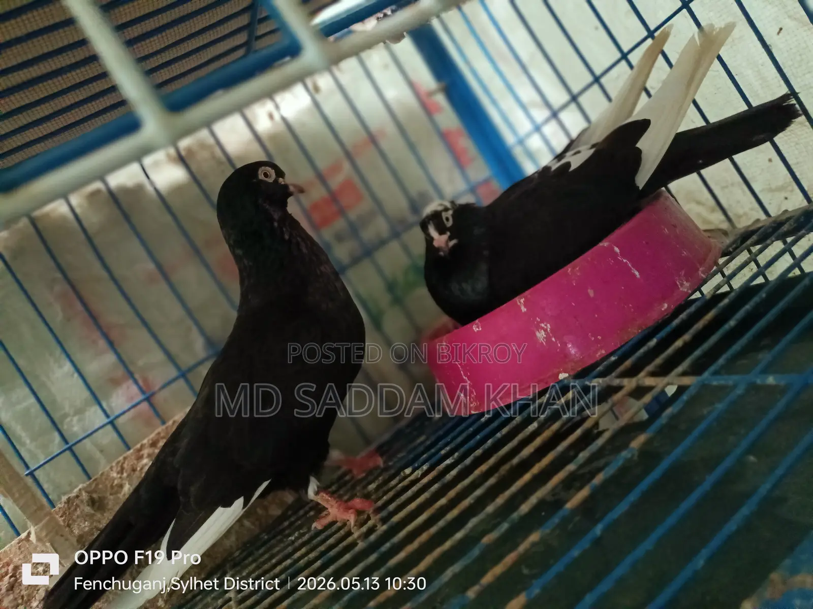 Dobaz Pigeon. King Size.