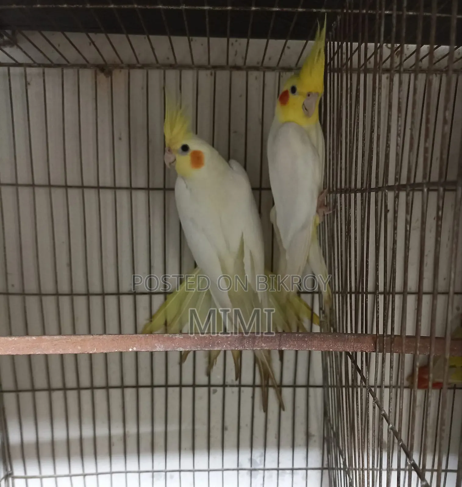 Cocatail Breading Pair