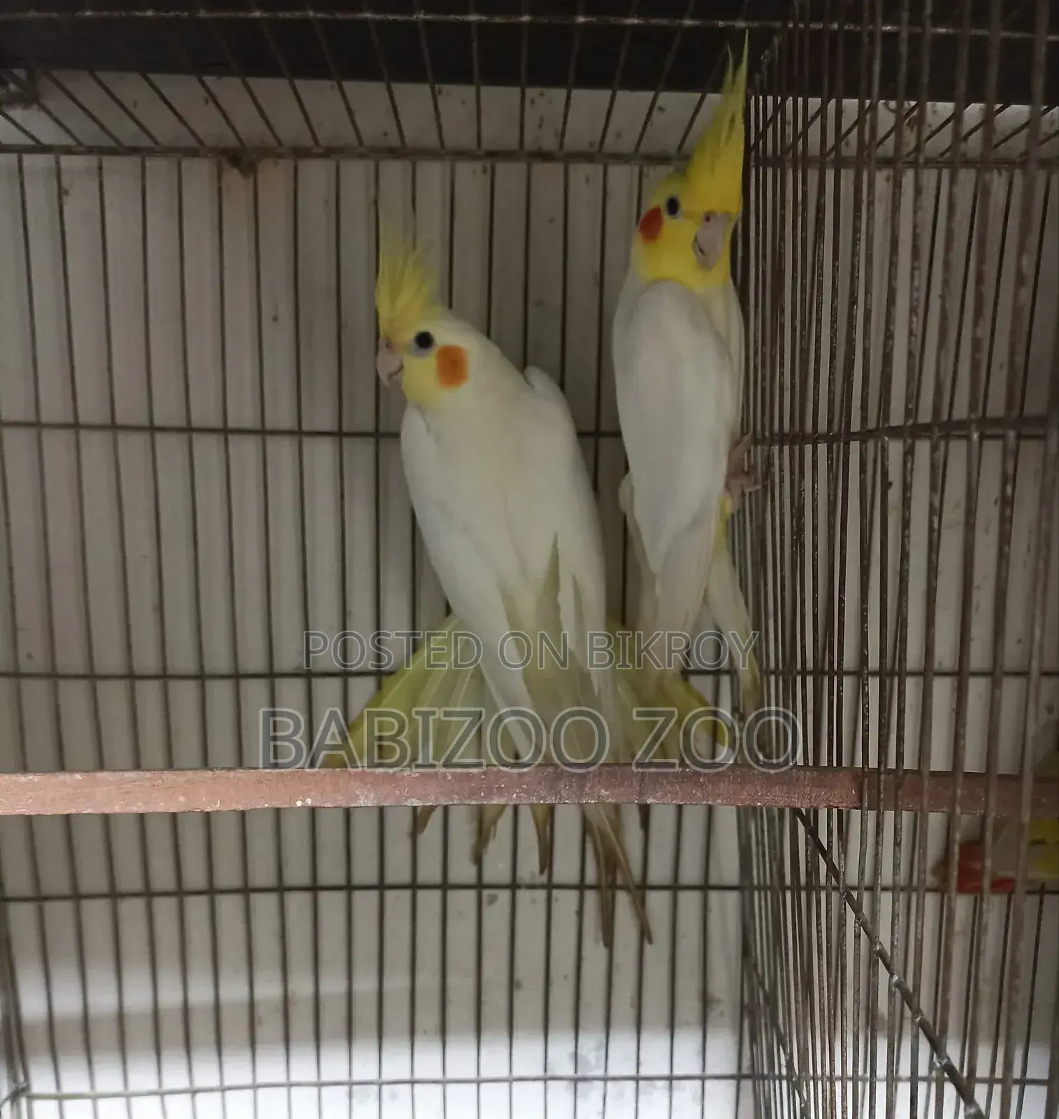 Cocatail Breading Pair
