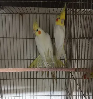 Cocktail Breeding Pair