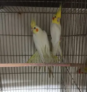 Cocatail Breading Pair