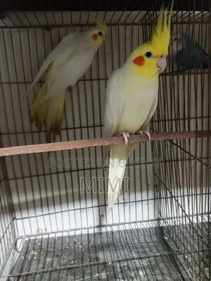 Cocatail Breading Pair