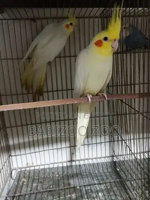 Cocatail Breading Pair