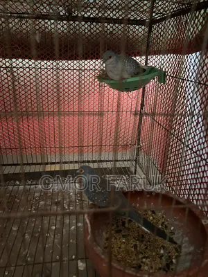 Diamond Dove, Budgie, and Cage