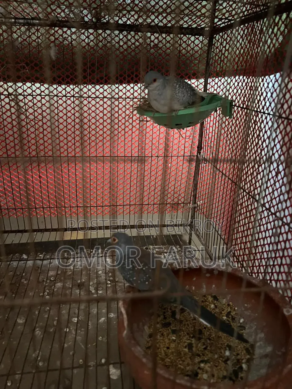 Diamond Dove, Budgie, and Cage