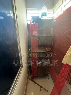 Diamond Dove, Budgie, and Cage