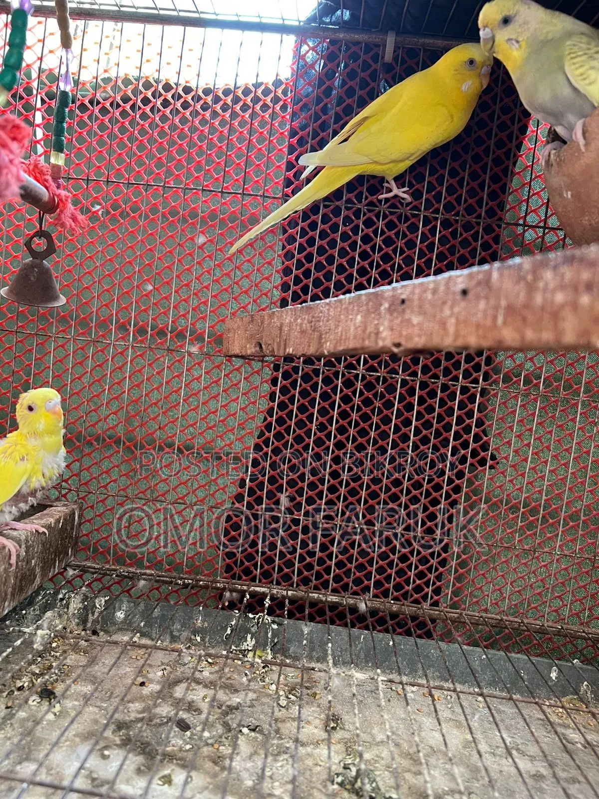 Diamond Dove, Budgie, and Cage