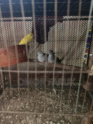 Diamond Dove, Budgie, and Cage