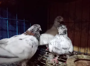 Pigeon 3 Ta