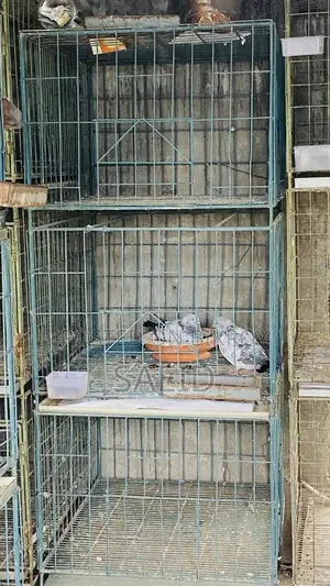 Custom Made Pigeon Caze
