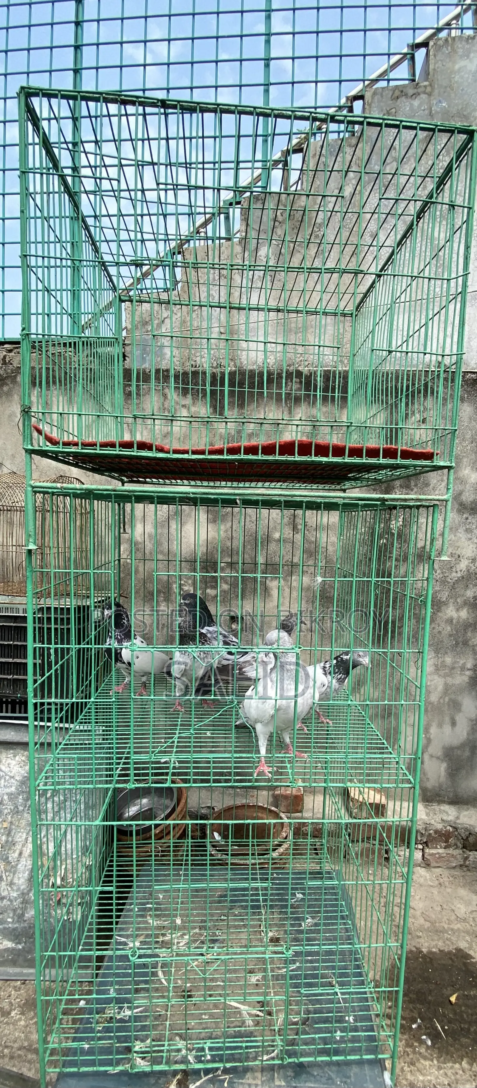 Custom Made Pigeon Cage