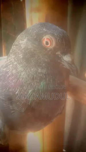 High-Flying Dobala Pigeon with Red Eyes