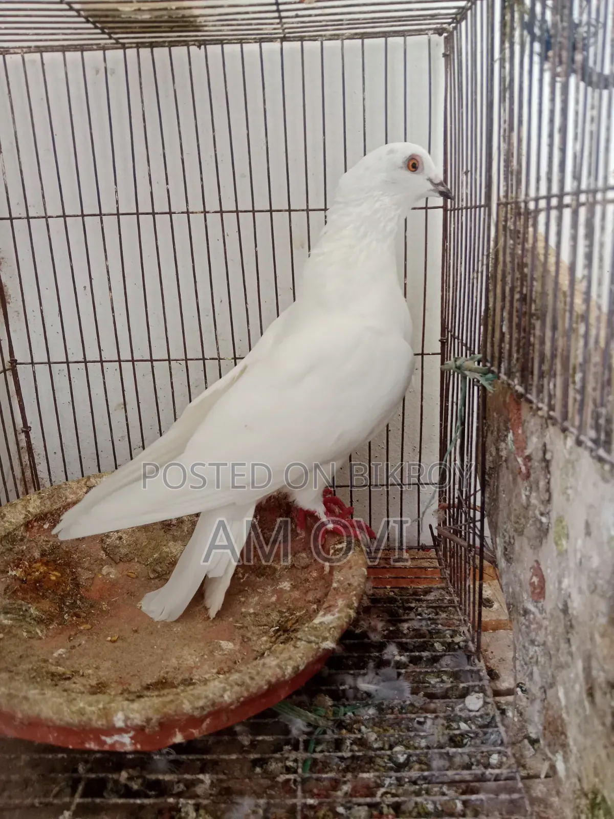 A Running Pigeon for Sale