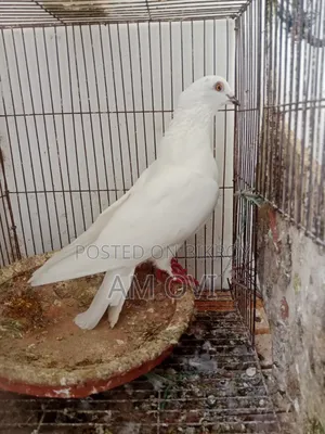 A Running Pigeon for Sale