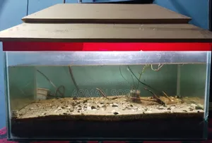 Filter + Aquarium + Air Pump