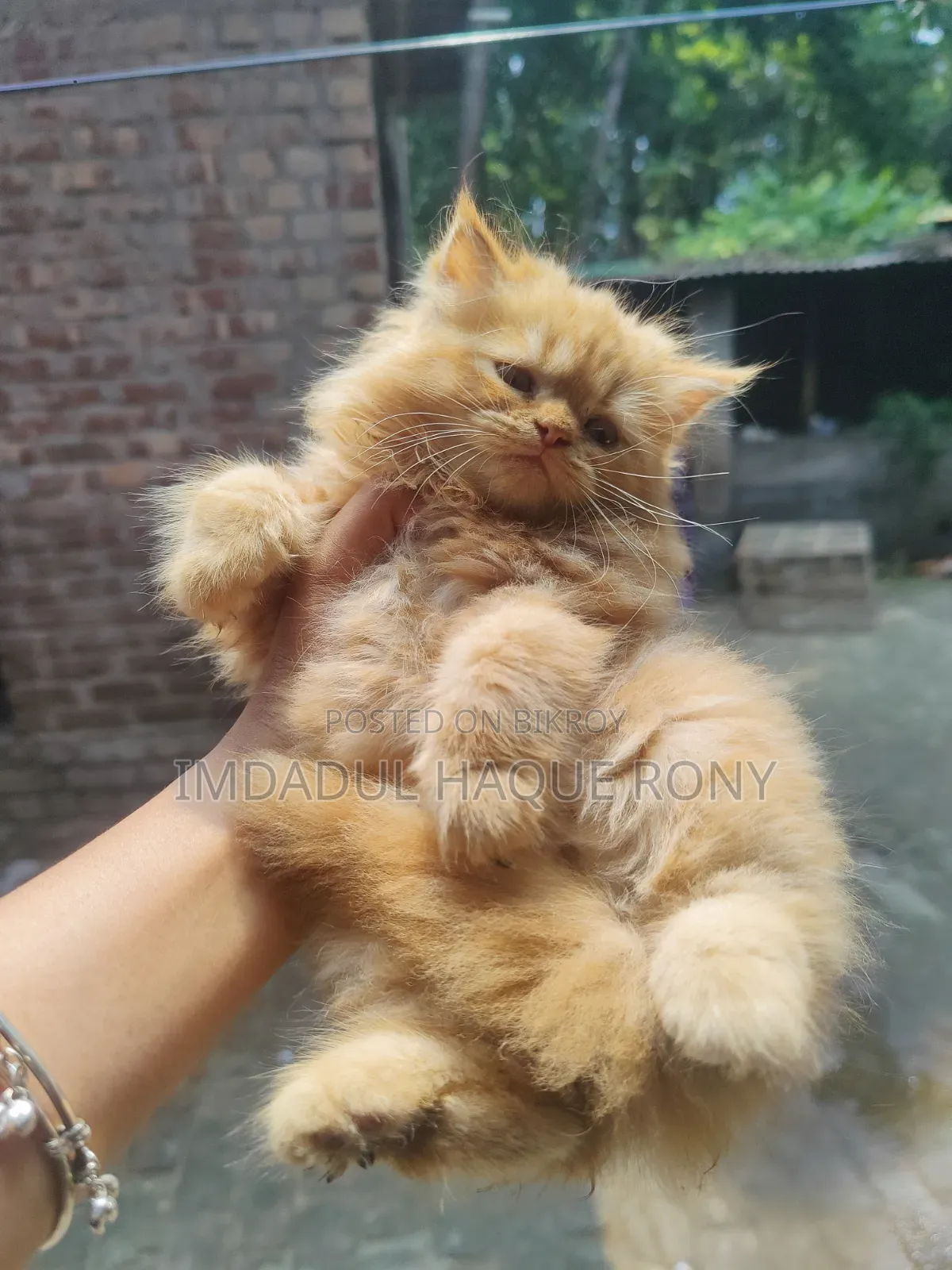 ১-৩ মাস বয়সী পুরুষ পিওরব্রেড পার্সিয়ান