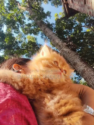 ১-৩ মাস বয়সী পুরুষ পিওরব্রেড পার্সিয়ান